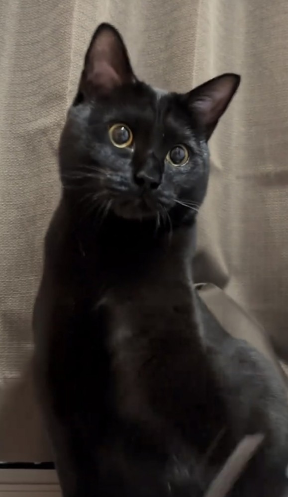カメラ目線の猫の写真