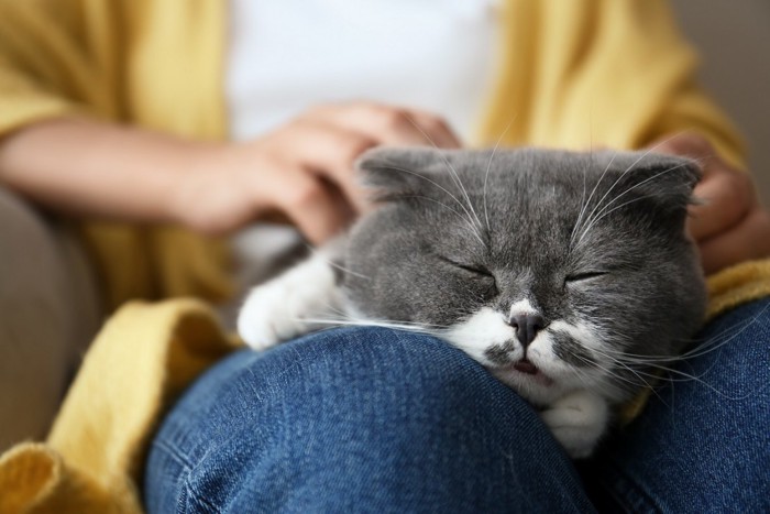 調子が悪いかもしれない猫