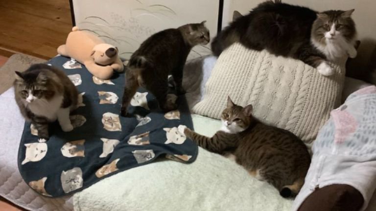 室内にいる猫
