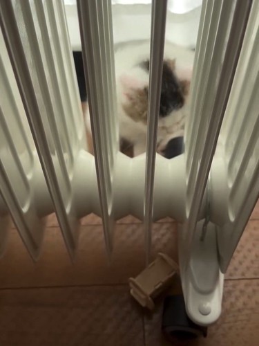 ヒーターの向こう側にいる子猫