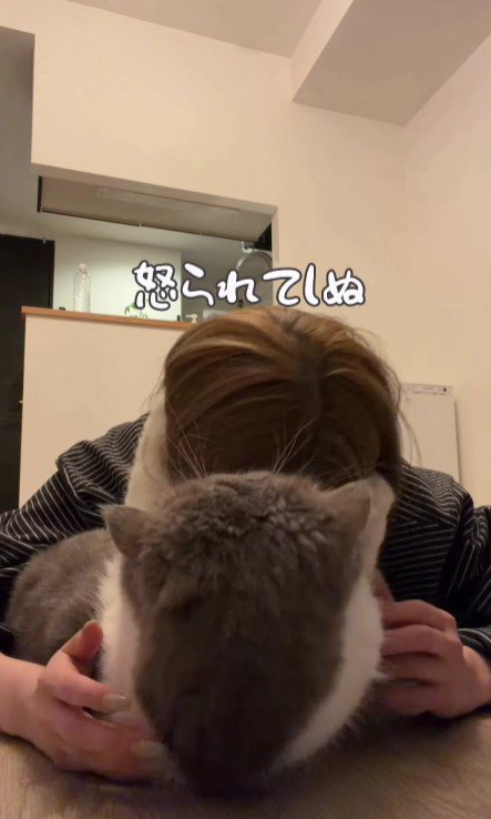 飼い主の頭をつかむ猫