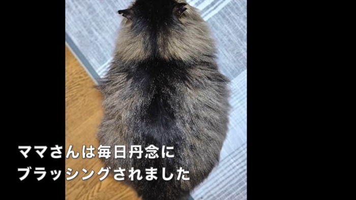 テロップ「ママさんは毎日~」