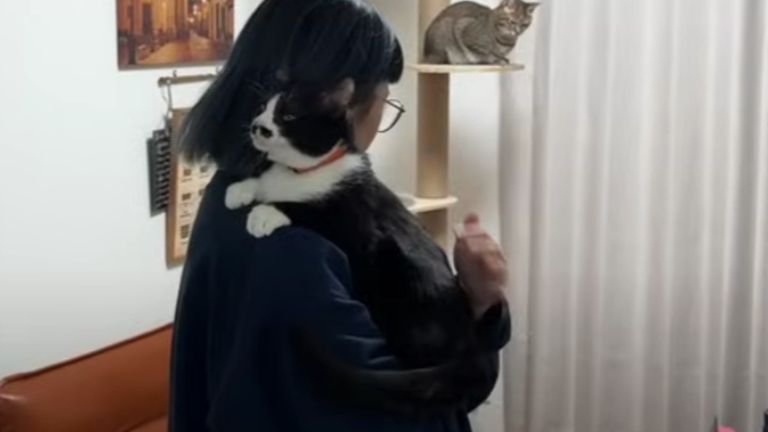 抱っこされている猫