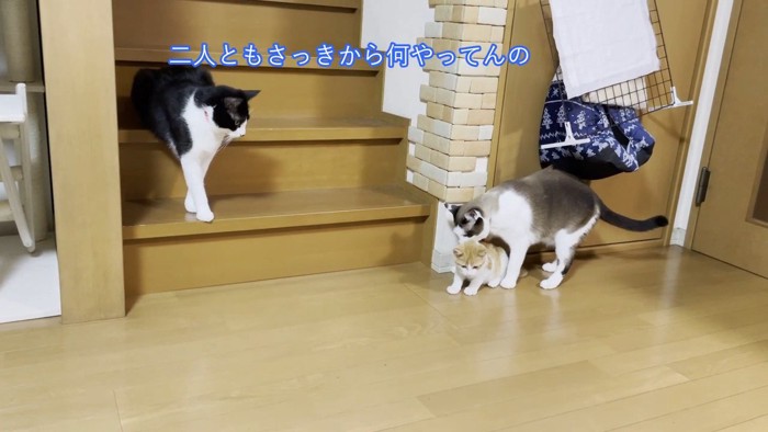 子猫を押さえる猫と近くで見ている猫