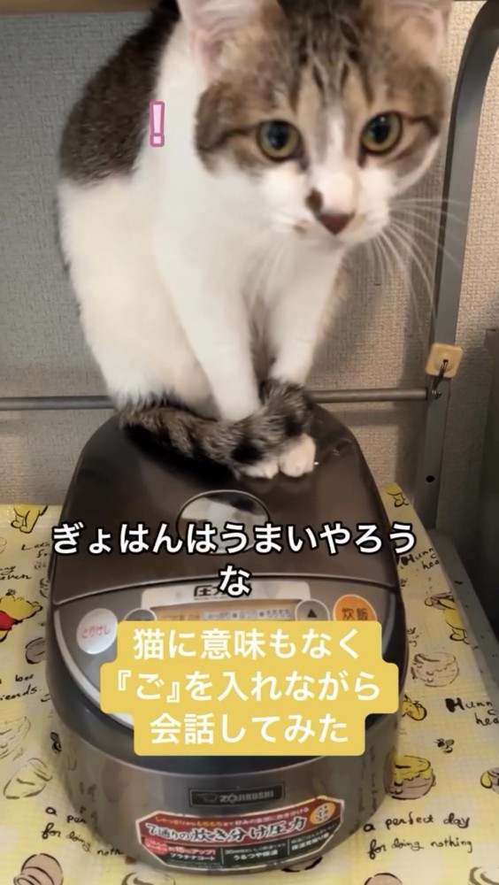 炊飯器に乗る猫