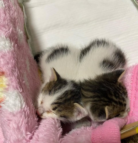 小さな2匹の子猫