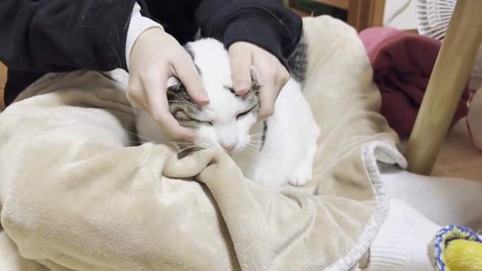 両手で頭の上を指圧される豆大福さん