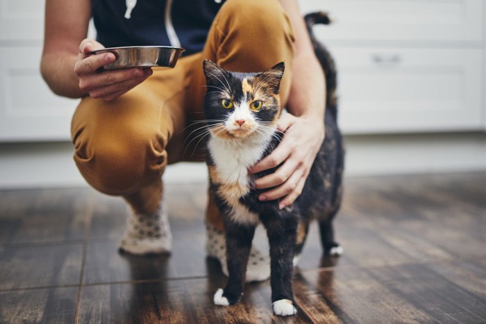 ご飯を持つ人の側に居る猫