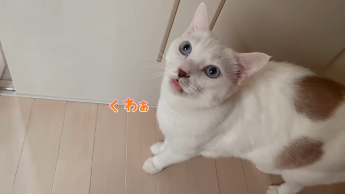 上を見て鳴く猫