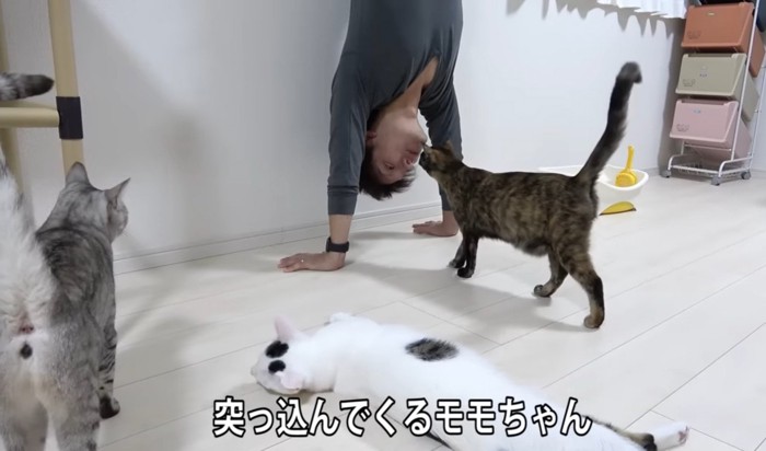 飼い主に突っ込む猫