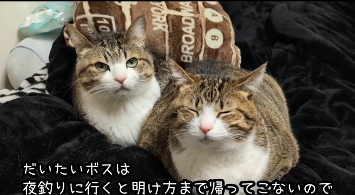 密着する猫