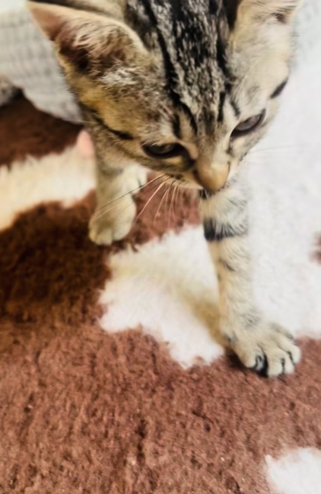 おかーしゃんのほうへ向かう子猫