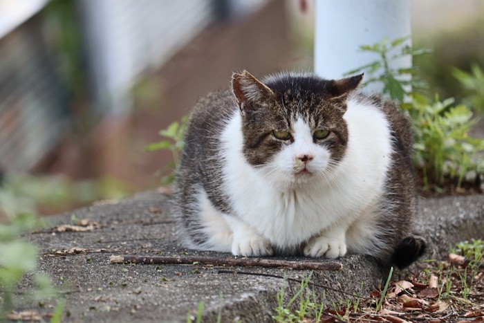 蹲って元気のない様子の野良猫