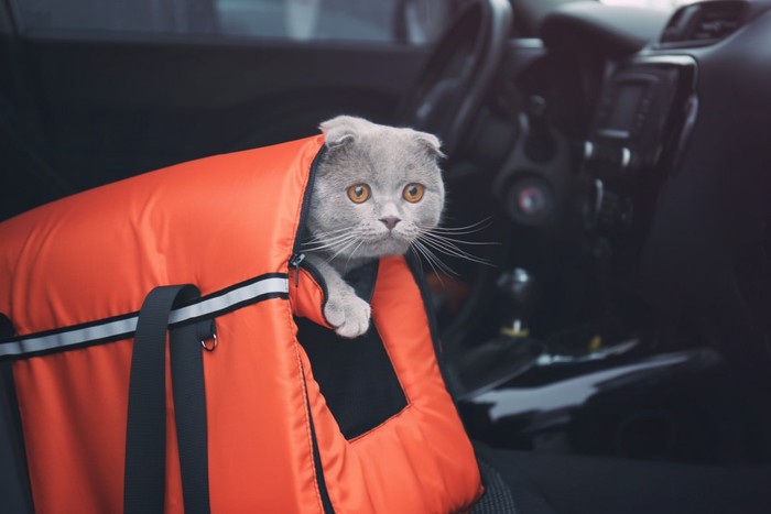 車内でキャリーから顔を出す猫