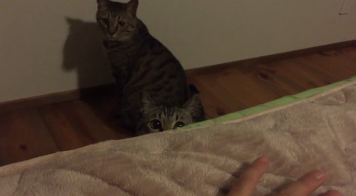 ベッドの下にいる猫
