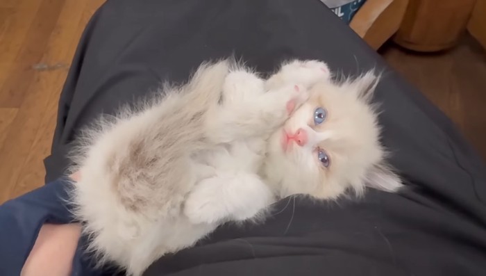 寝転がる子猫