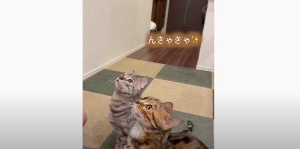 見つめる猫