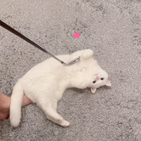 ゴルフクラブでなでられてへそ天になる白猫