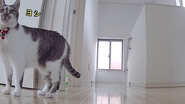 ヨシ