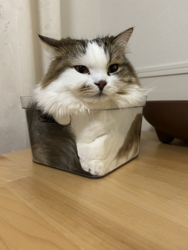 ケースに入った猫