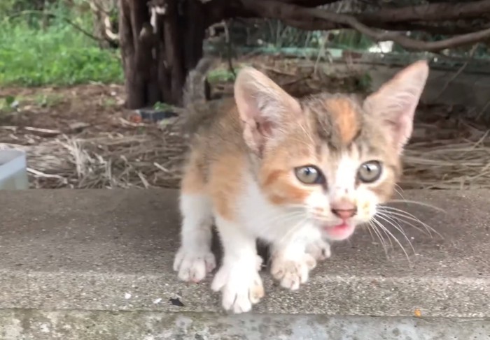必死に鳴く子猫