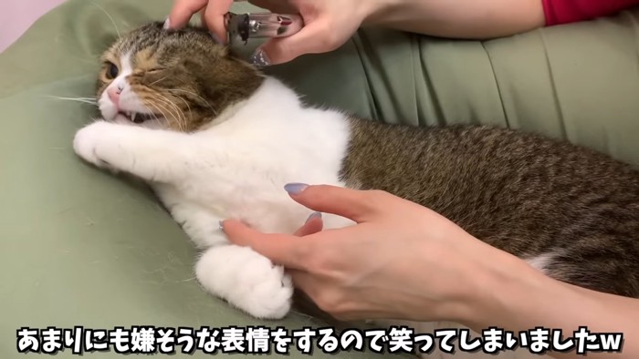 頭をなでられて嫌そうな顔の猫