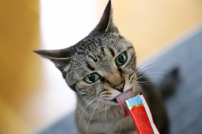 おやつを食べる猫