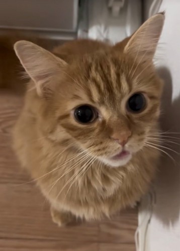 見つめる猫
