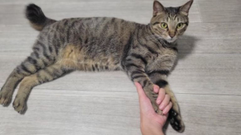寝転がる猫