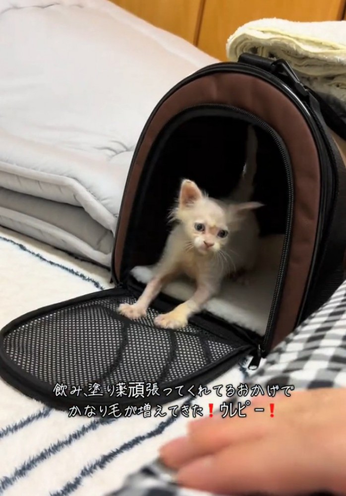 再び扉を開ける猫