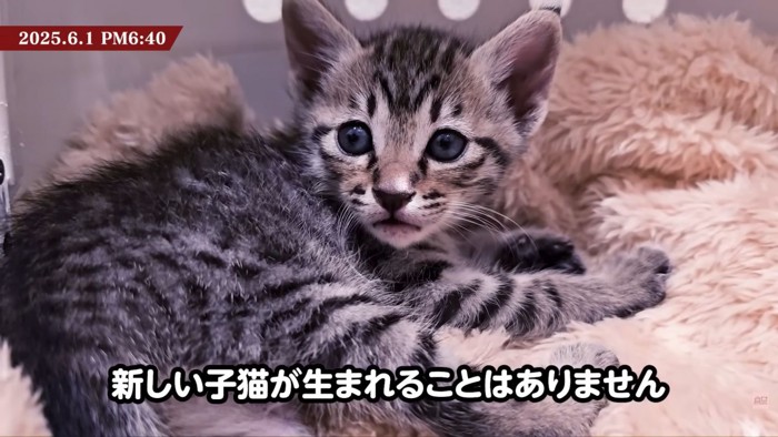 テロップ「新しい子猫が~」