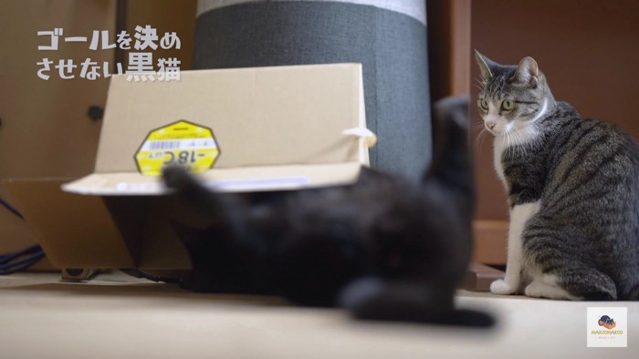 箱の下で仰向けになった黒猫のお尻