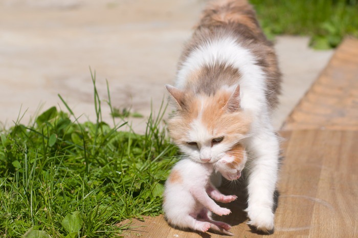 子猫を運ぶ母猫