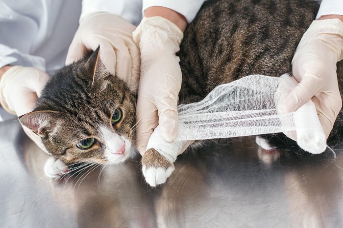 病院で治療を受ける猫