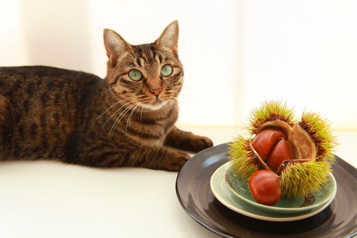 栗がのったお皿のそばで伏せている猫