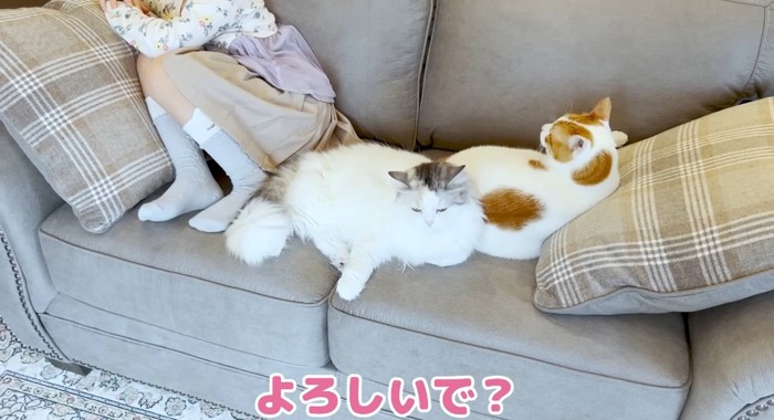 くつろぐ猫