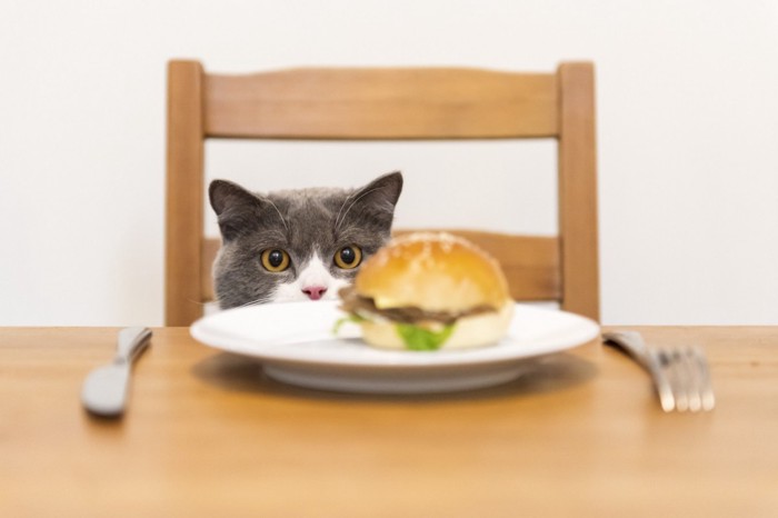 机の上のバーガーを狙う猫