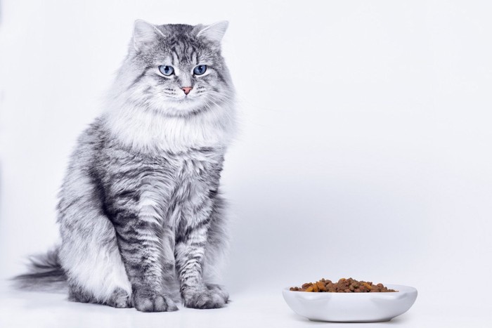 食欲不振の猫