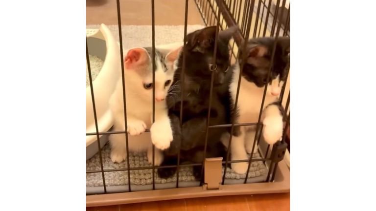 ケージの中にいた子猫たち