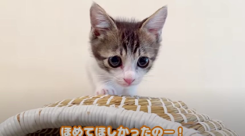 カメラをじっと見つめる子猫