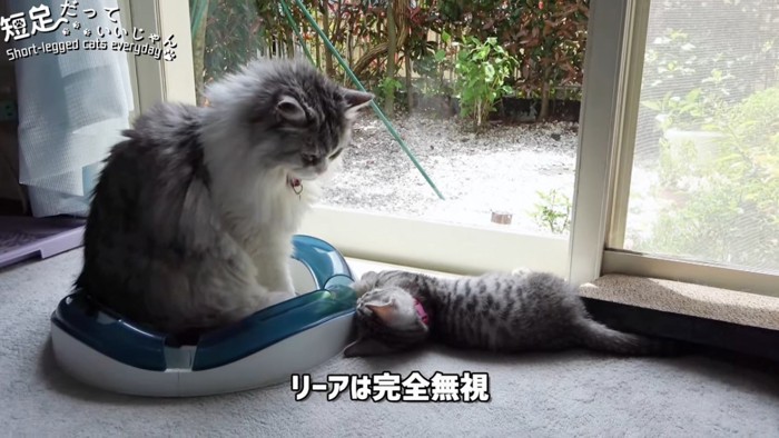 おすわりする猫と子猫