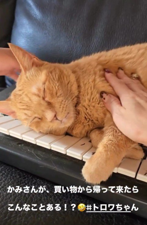 ソファで寝る猫