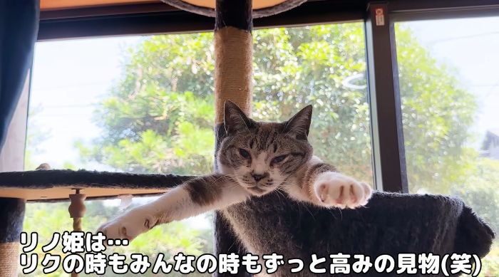 高みの見物リノ姫
