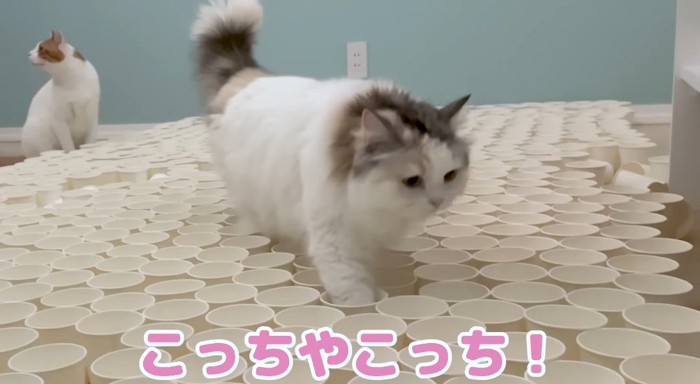 歩いている猫