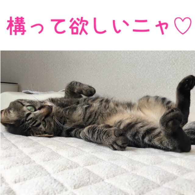 誘惑する猫