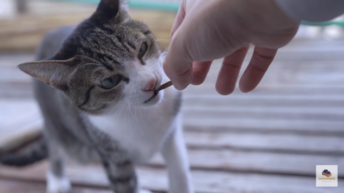 棒状の物をかじる猫