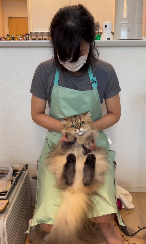 こちらを向く猫