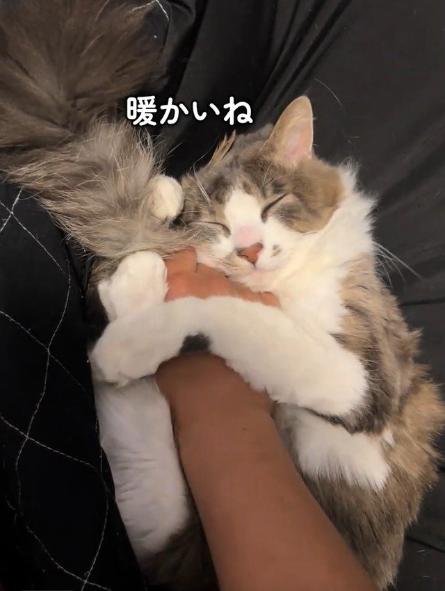 手をぎゅっと抱きしめる猫