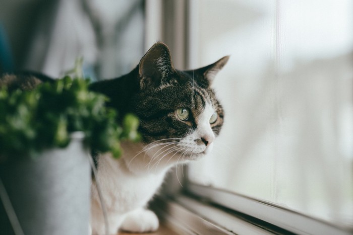 窓の外をじっと見つめる猫