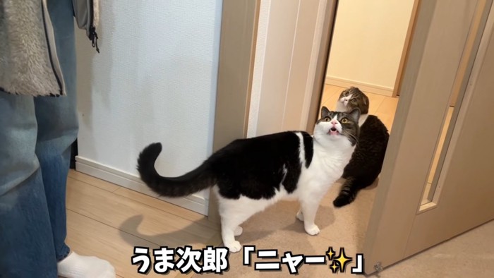 見上げて鳴く猫